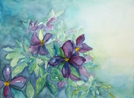 Clematis