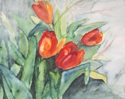 Tulpen