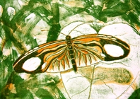 Schmetterling