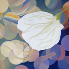 blütenweiß lichtkreisbunt